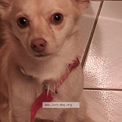 Picture of dog lost at Downey