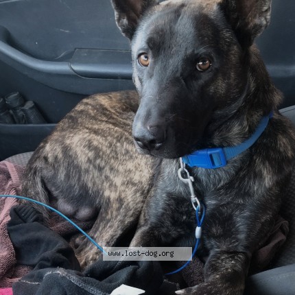 Picture of dog lost at Merced