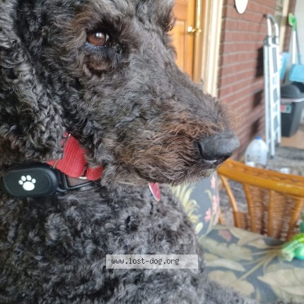 Picture of dog lost at Salem