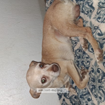 Picture of dog lost at Phoenix