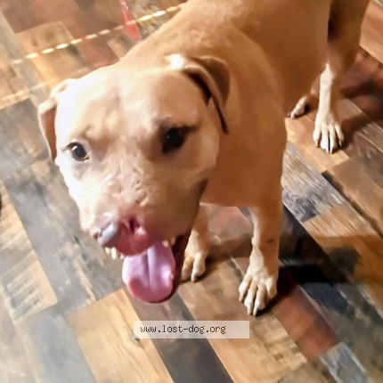 Picture of dog lost at North