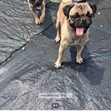 Picture of dog lost at Boca Raton