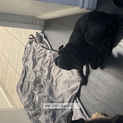 Photo 1/1 Found dog Found in Las Vegas