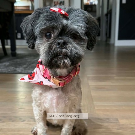 Picture of dog lost at Nashville