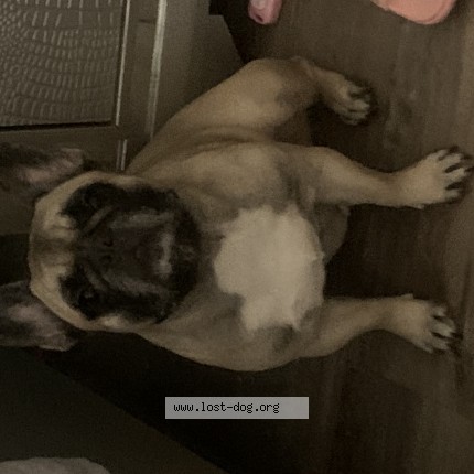 Picture of dog lost at Baltimore