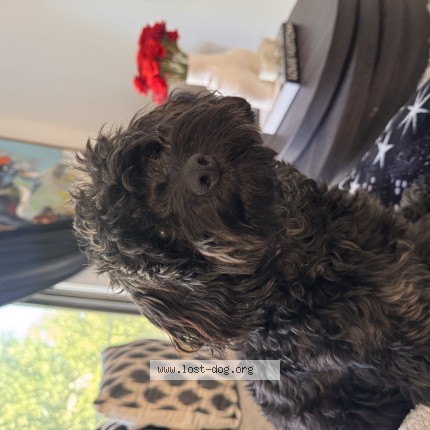 Picture of dog lost at Bronx