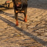 zeus