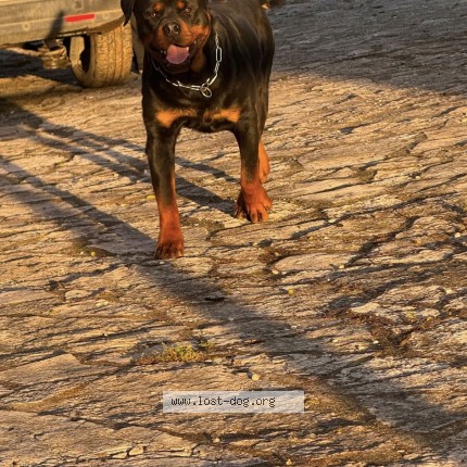 Foto di cane smarrito a Andria