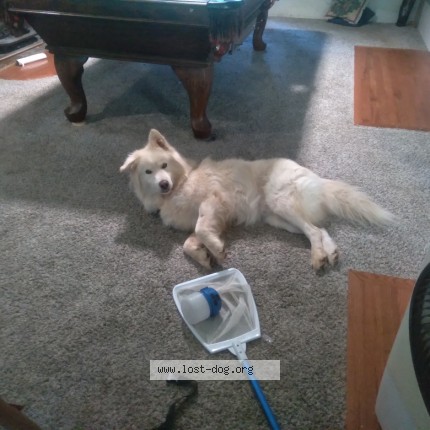 Photo 1/1 Found dog Found in Copperopolis