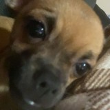 lil puppy