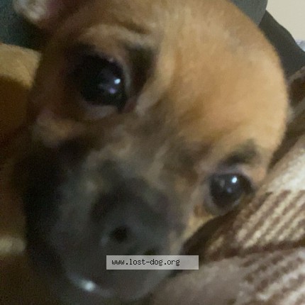 Picture of dog lost at Mansfield