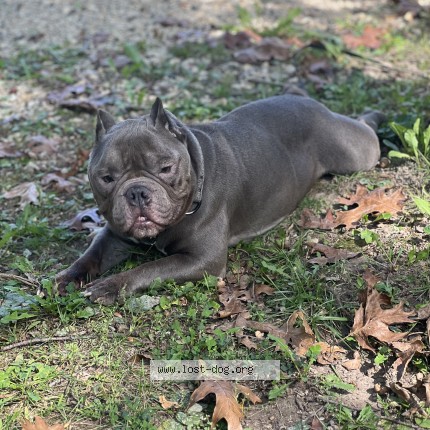Picture of dog lost at Chicago
