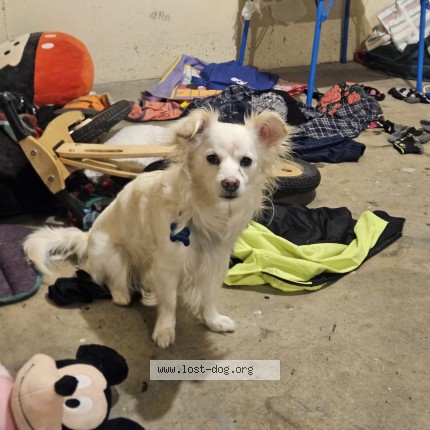 Picture of dog lost at Denver