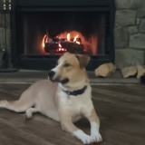 Delilah