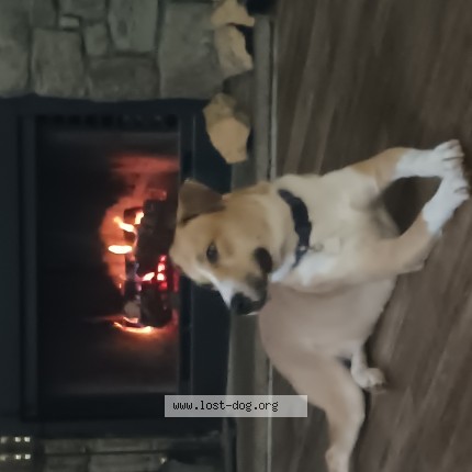 Picture of dog lost at Vallejo