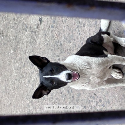 Photo 1/1 Tinkuli Dog lost in Kolkata