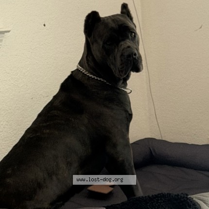 Picture of dog lost at San Jacinto