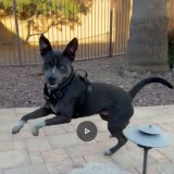 Rex