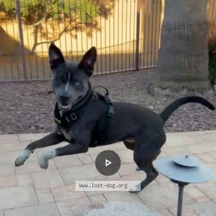 Picture of dog lost at Queen Creek