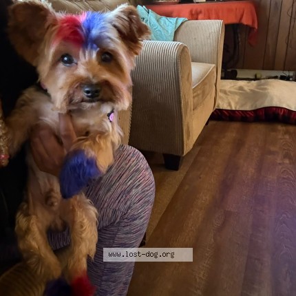 Picture of dog lost at Memphis