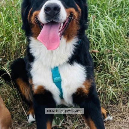Foto 1/1 Koda Hond vermist in Anhee