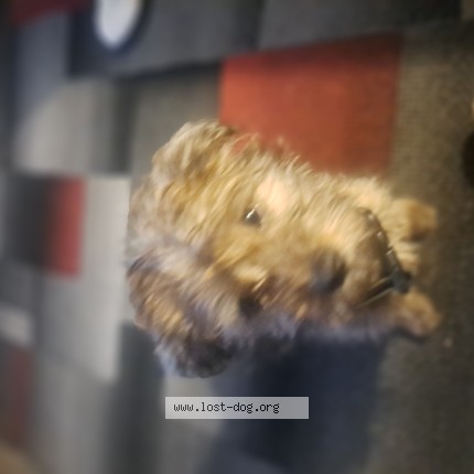 Picture of dog lost at Henderson