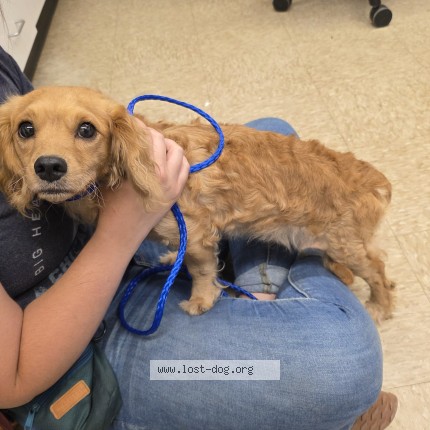 Picture of dog found at Chicago