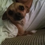 Chiquita
