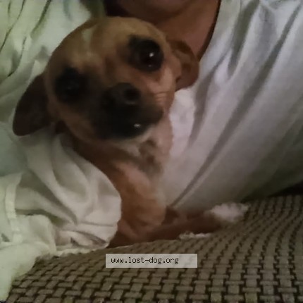 Picture of dog lost at Pomona