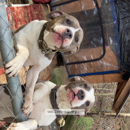 Picture of dog lost at Almond