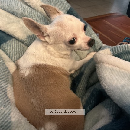 Picture of dog lost at Tampa