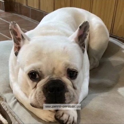 Foto eines wiedergefundenen Hundes in Ezeiza