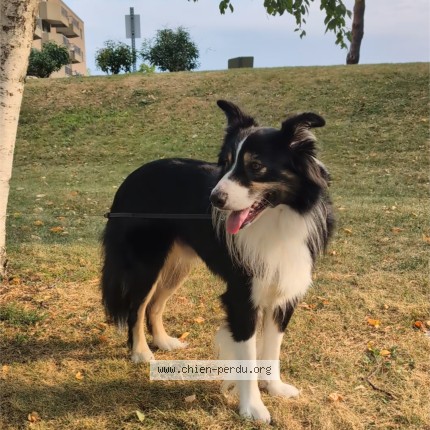 Photo 1/1 Reunited dog Lost in Saint Hubert