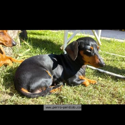 Foto eines wiedergefundenen Hundes in Rosario
