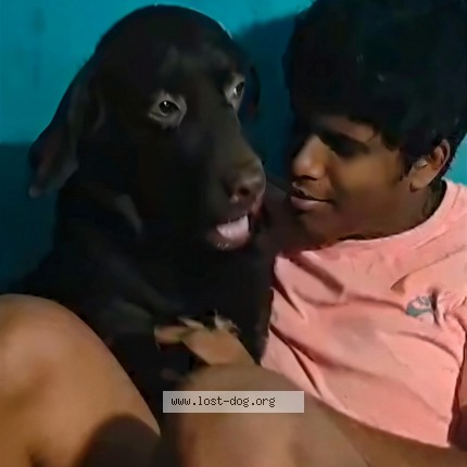 Picture of dog lost at Bangalore