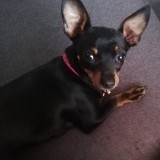 tinkie