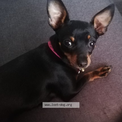 Picture of dog lost at Kraaifontein