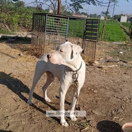 Photo 1/1 bublo Dog lost in Sambrial