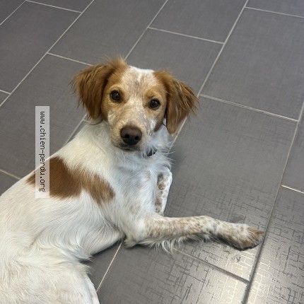 Foto eines wiedergefundenen Hundes in Le Bourget
