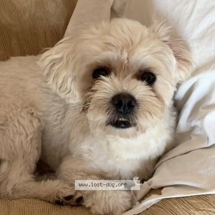 Foto di cane smarrito a Ostuni