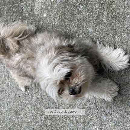 Photo 1/1 Bam Dog lost in Brooklyn