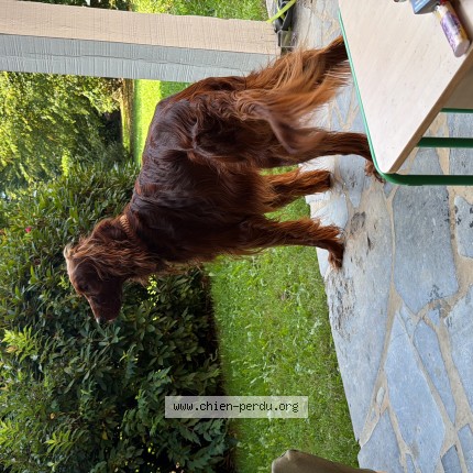 Foto 1/1 safran Hond vermist in Waterloo