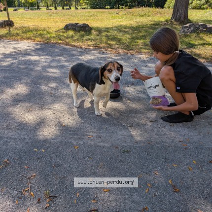 Picture of dog found at St Lin