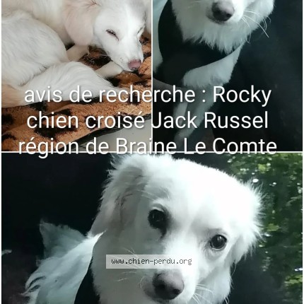 Foto 1/1 ROCKY Hond vermist in Braine Le Comte