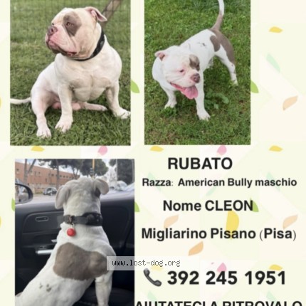 Foto di cane smarrito a Pisa