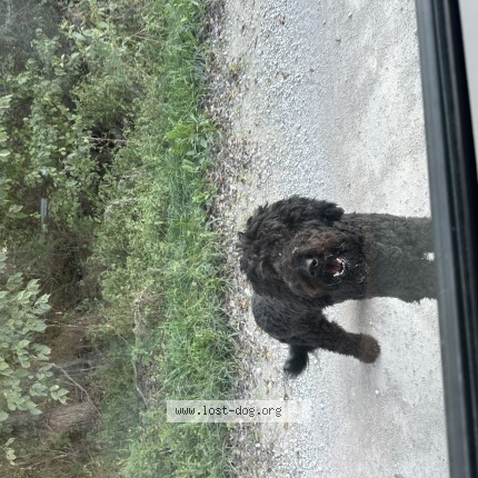 Photo 1/1 Found dog Found in Louisburg