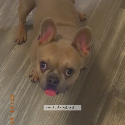 Photo 1/1 Kobe Dog lost in Phoenix