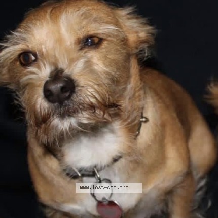 Photo 1/1 rocky Dog lost in San Jose