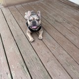 draco