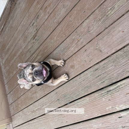 Photo 1/1 draco Dog lost in Shaker Hts
